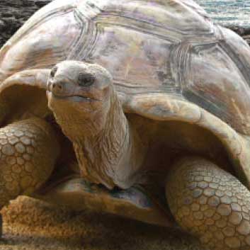Galapagos-GiantTortise01-square Galapagos-GiantTortise01-square