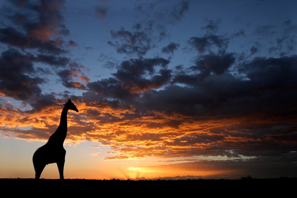 South Africa Safari